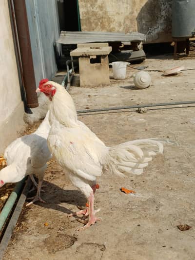 Pure paper white, Qandahari Heera Aseel pair maximum height