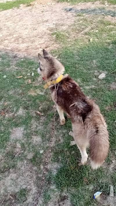 cyper hasky dog for sale