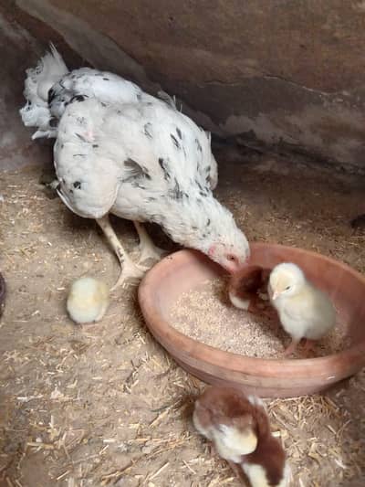 Aseel Murgi with chiks