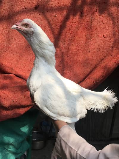 Hera madi long hite paper white nock nali