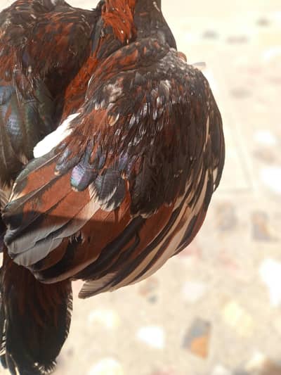 healthy aseel patha for sale