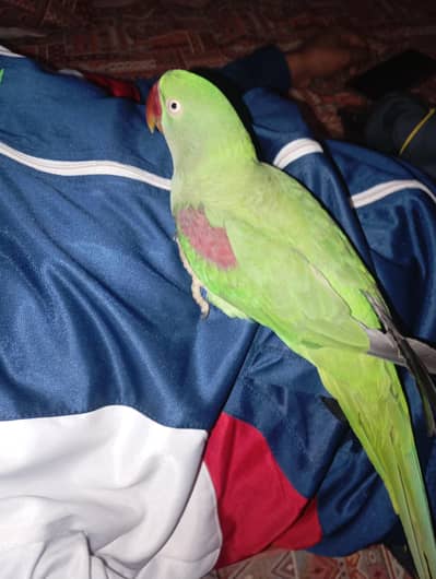 Raw female parrot for sale