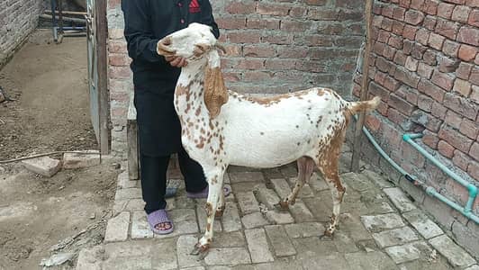 ghr ki breed ha makhi cheena nasal 0322(8453)244 wtap