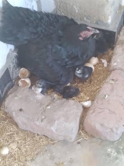 fertile  eggs for hatching/chicks