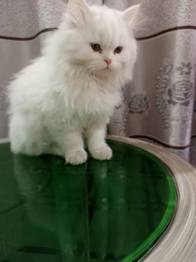 Persian cat for sale my WhatsApp number  0325-69-53-977
