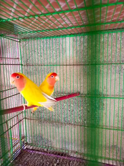 common lutino breeder pair