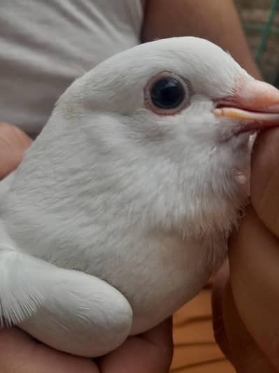 Masha Allah Betiful pathy