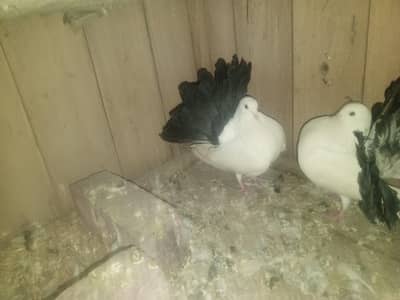 lucky black tail kabootar breeder pair