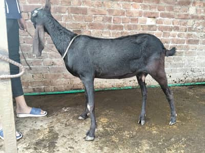 Bakri/ Bakra/ Goat
