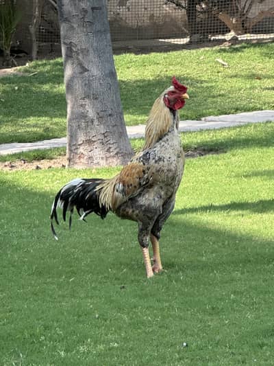 Shamo(Father)+Aseel(Mother) male. Good height