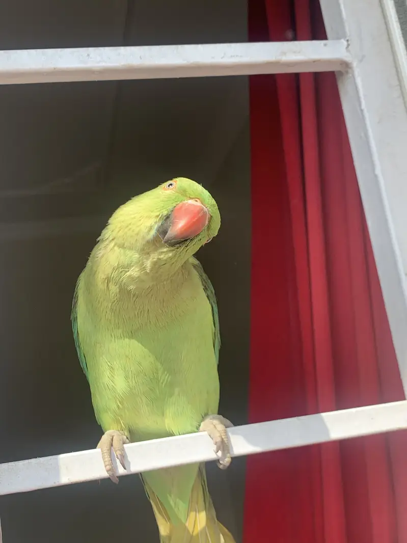 Green parrot(mitthi) — photo 2