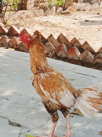 Pela Aseel for sale 03419129910