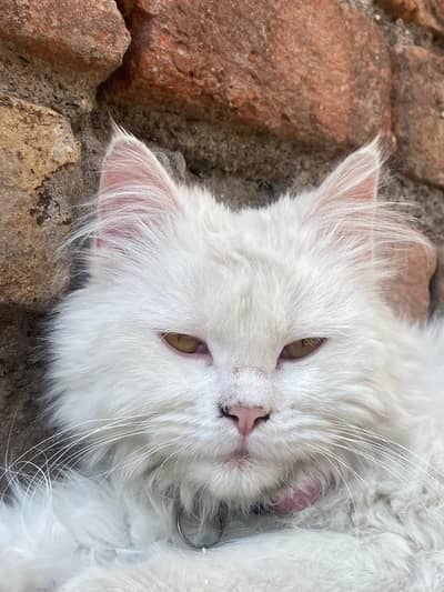White Persian male cat