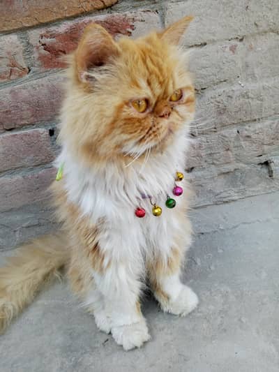 for sale Persian male cat buhat loving h