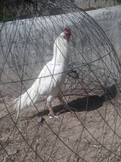 Hight quality Herra Male for sale location Havelian Abbotabad