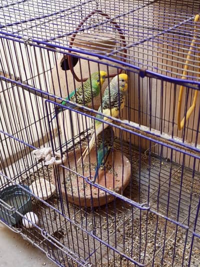 AUSTRALIAN PARROT OR DOVE PAIR