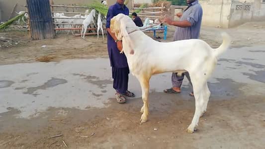 Qurbani ke Liye Bakra for sale/ 03246711890