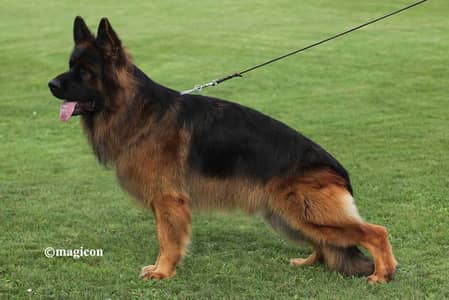 German Shepherd | long coat | stock coat | male & female gsd dog | dog