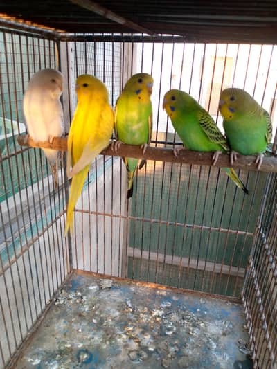 Budgies pathay available