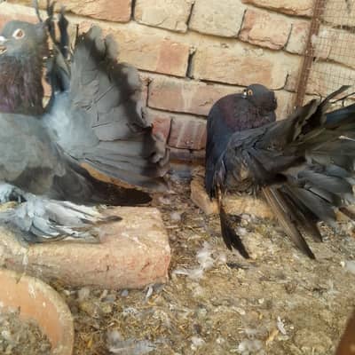 amricans peiogns young pair available