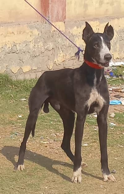 pure kasari khatta male dubble body healthy and active full train