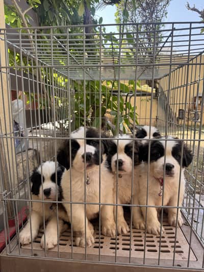 Saint Bernard Puppies for sale