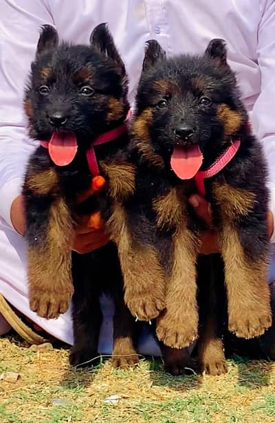 top quality German Shepherd heavy bone pair for sale call and WhatsApp
