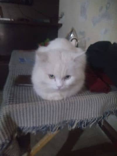 White Male Cat – Healthy & Cute