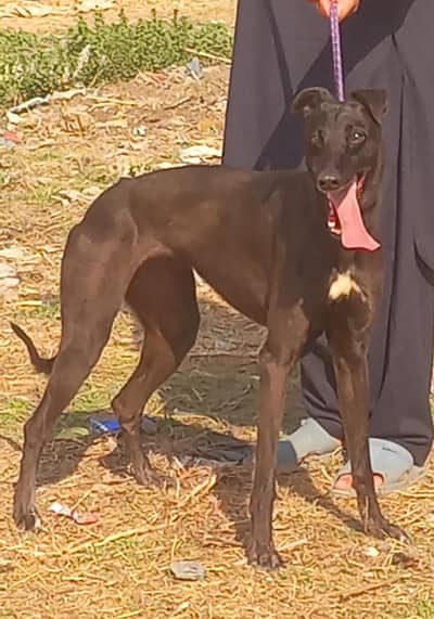 pure country bareed tazi female full train healthy and active for sale