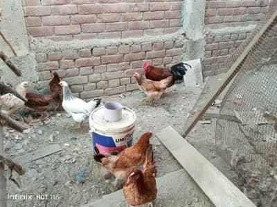 Hens for sale