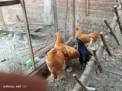 golden buff for sale