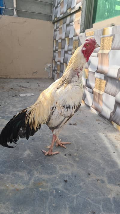 Murga For sale . . . .