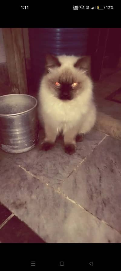 Persian + Himalayan cat pair