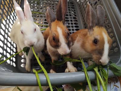 3 rabbits for sale