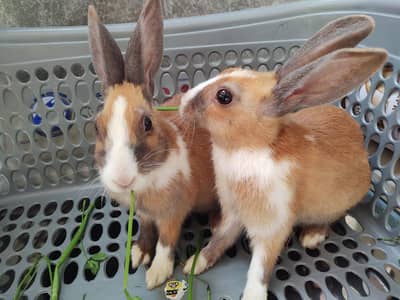 3 rabbits for sale