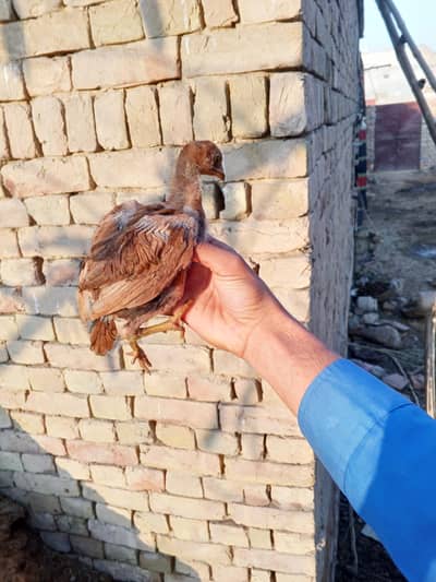 Aseel Chick for sale