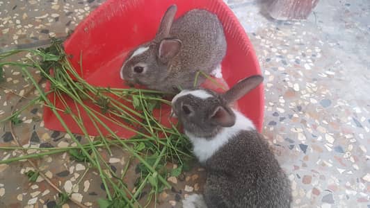 Cute Rabbit Bunnies Khargosh