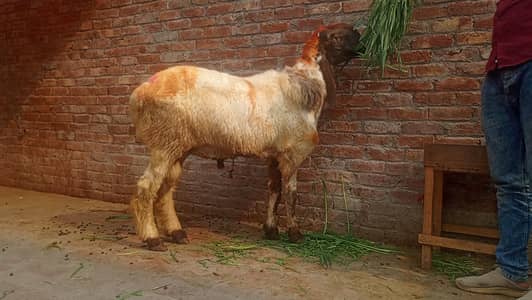 chatra for sale
