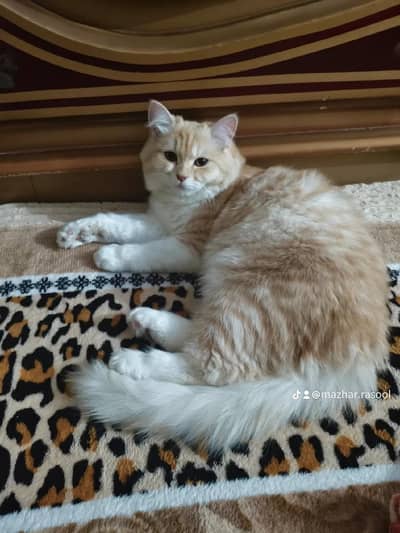 Percian Cat Male For Sale