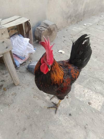 dasi male full active full healthy breader