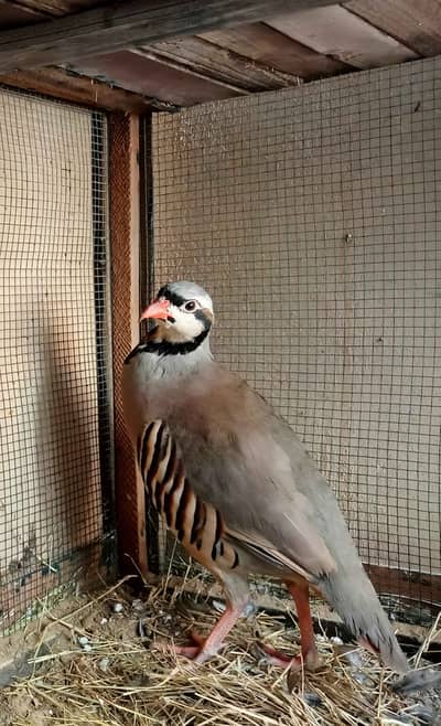 Chakur Pair For Sale