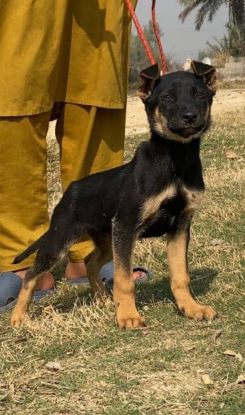 Alsatian bigyari mail 3 month for sale active  fully security dog