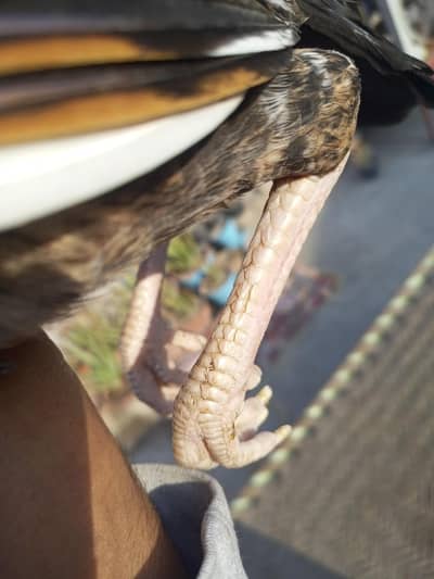 exchange possible WhatsApp per rabta Karen