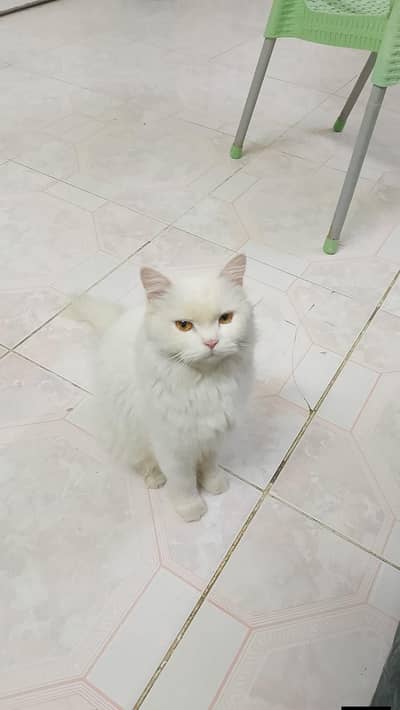Persian cat for sale my WhatsApp number  0325-69-53-977