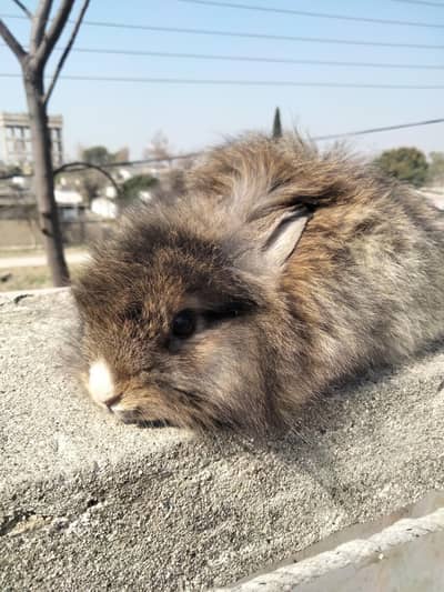 teddy bear male rabbit for sale