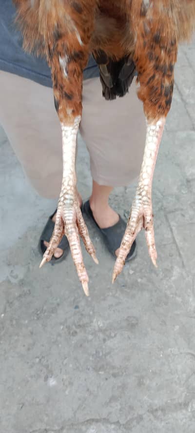 misri murga for sale