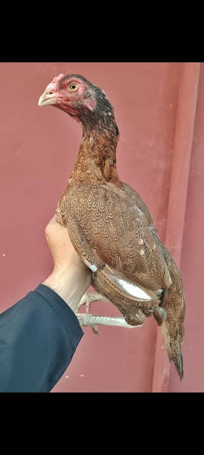 Aseel peeli madi heera desi nar