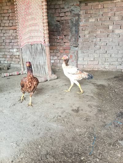 Aseel murghiaan available for sale