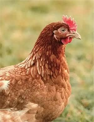 Golden Misri Murgian RIR 650/kg