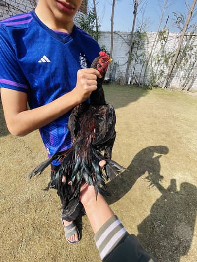 argentina parrot beak long tail aseel